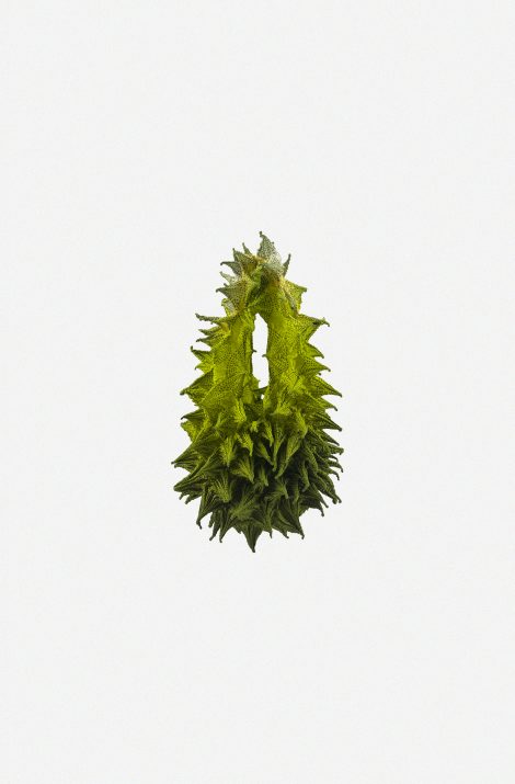 Mountain Dew (Maxi)